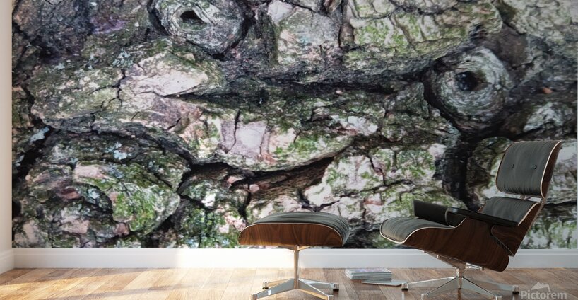 Bark Looks Like a Toad Wall Murals