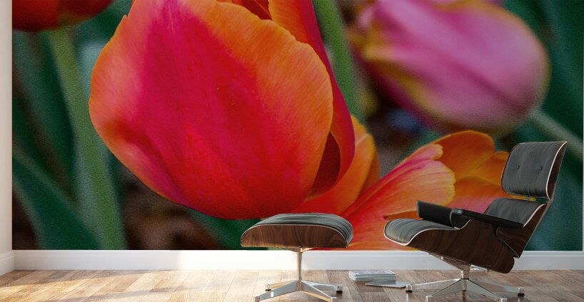 Perfectly Pastel Wall Murals