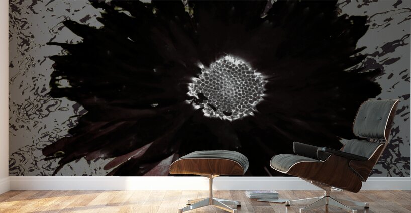 Dark Daisy with White Centre on a Grey Abstract Background Wall Murals