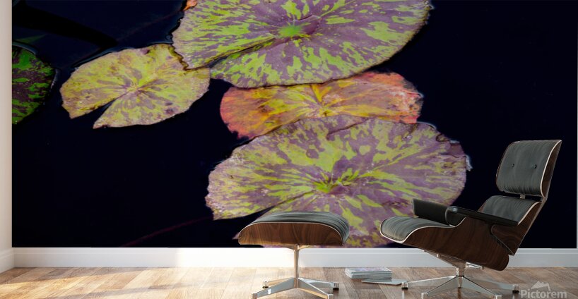 Lily Pads Wall Murals