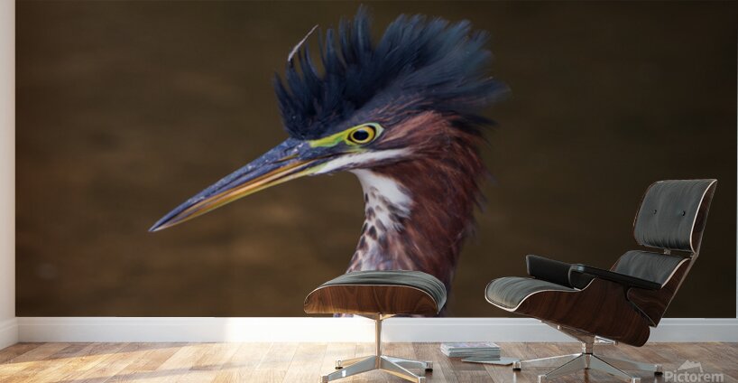 Green Heron - Flushed and Fabulous Impression murale