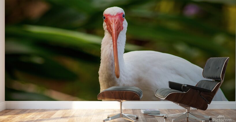 The Happy Ibis Wall Murals