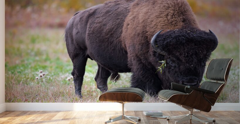 Bulls Eye - Manitoba Bison Wall Murals
