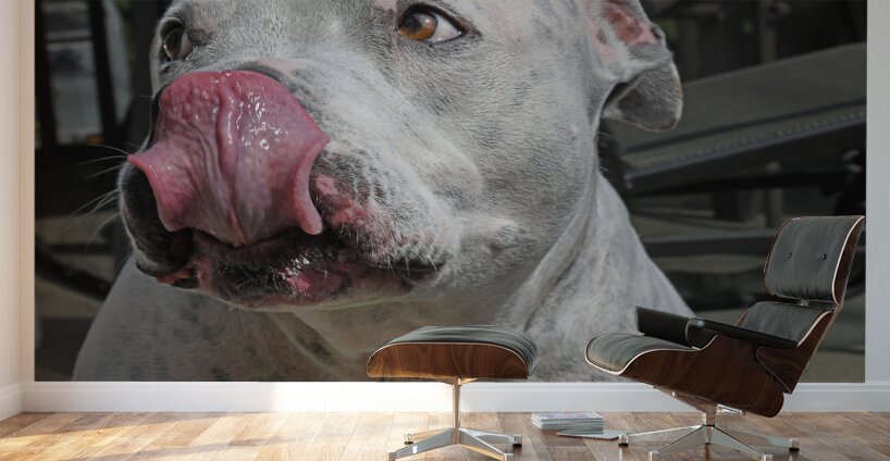 CORDON ROUGE Wall Murals