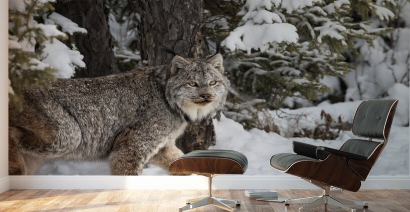 Its a Lynx Wunderland Wall Murals
