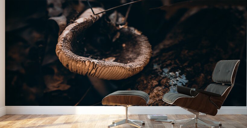 Mystical Fungi: Cupped in the Autumn Woods Wall Murals