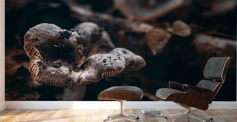 Mystical Fungi: Ring of Mystery Saturnine Mushroom Wall Murals
