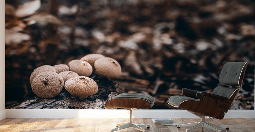 Mystical Fungi: Clustered Shrooms in the Enchanted Forest Wall Murals