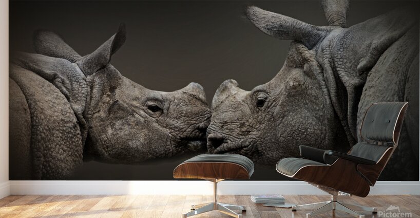 Affectionate Wall Murals