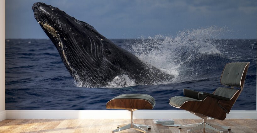 Humpback Whale Head Lunge near Lahaina Maui Hawaii Wall Murals