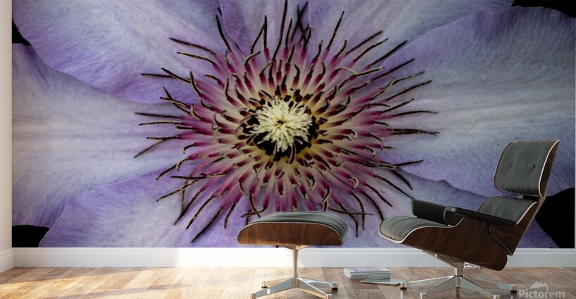 Clap Burst Wall Murals