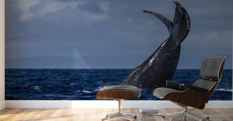 Humpback Whale Tail Slapping near Lahaina Maui Hawaii Wall Murals