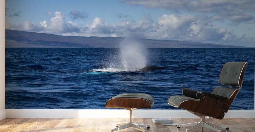 Humpback Whale Spout Blowing near Lahaina Maui Hawaii Wall Murals