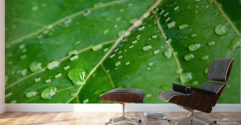 Green leaf with raindrops. Wall Murals
