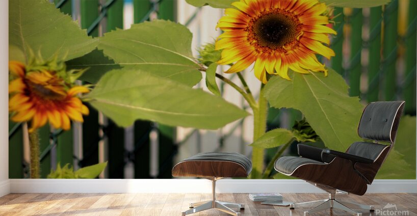Sunflowers on the Fence Wall Murals
