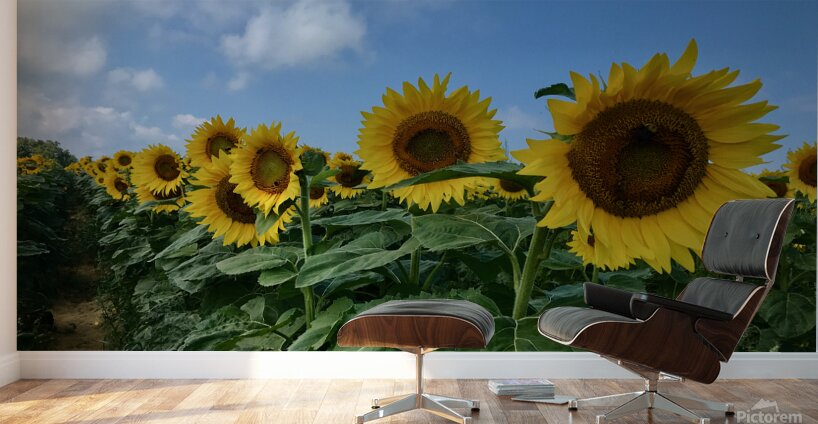 Stand And Deliver Wall Murals