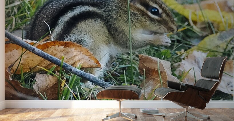 Chipmunk Wall Murals