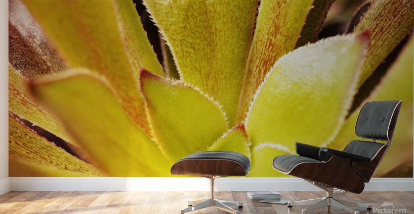 Houseleek  sempervivim plant detail Wall Murals