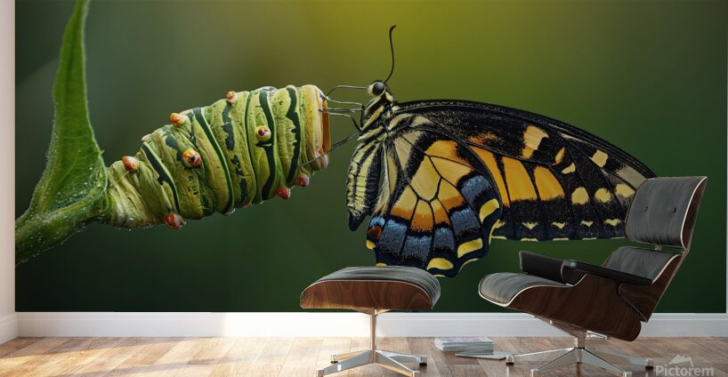 metamorphosis Wall Murals