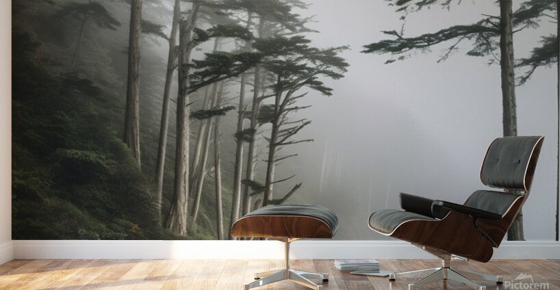  Foggy trees on the west coast Wall Murals