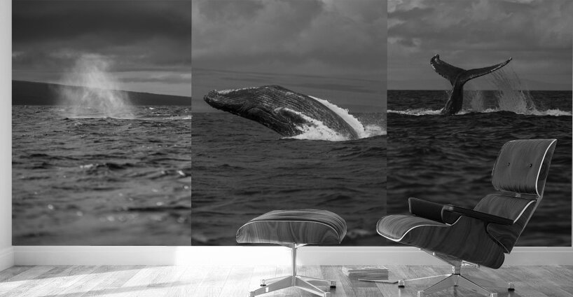 Humpback Whale Spout Breaching Tail Slapping near Lahaina Maui Wall Murals