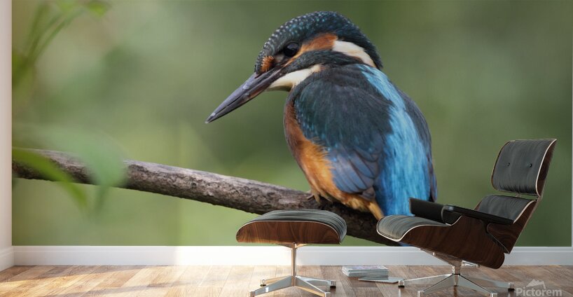 Common Kingfisher Alcedo atthis Wall Murals