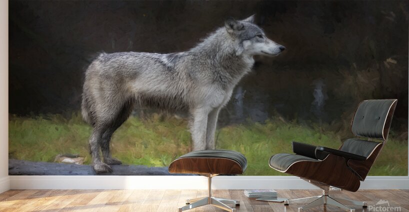 The wolf also known as the greygray wolf or timber wolf  Wall Murals