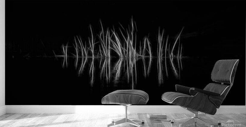 Reeds along the bank along a stream Wall Murals