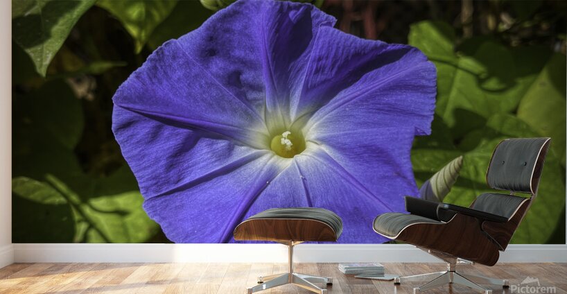 Morning Glory Wall Murals