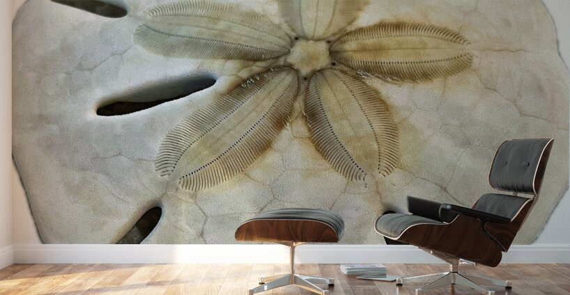 Sand Dollar Beachcombing in Georgia Wall Murals