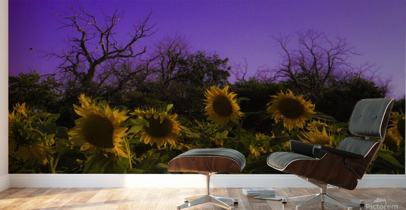 Sunflower Farm Hungary 2023 Wall Murals