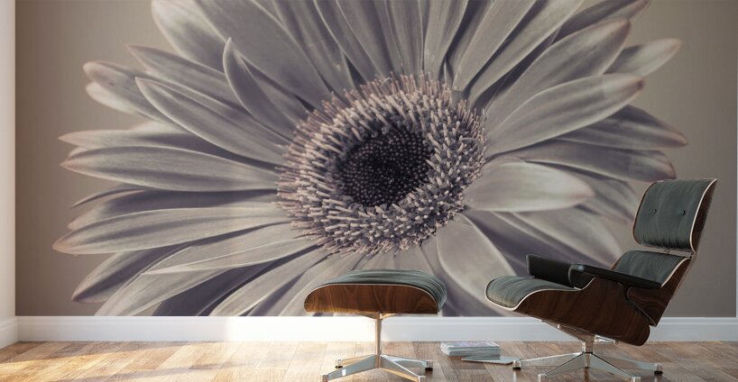 Gerbera Cream Wall Murals