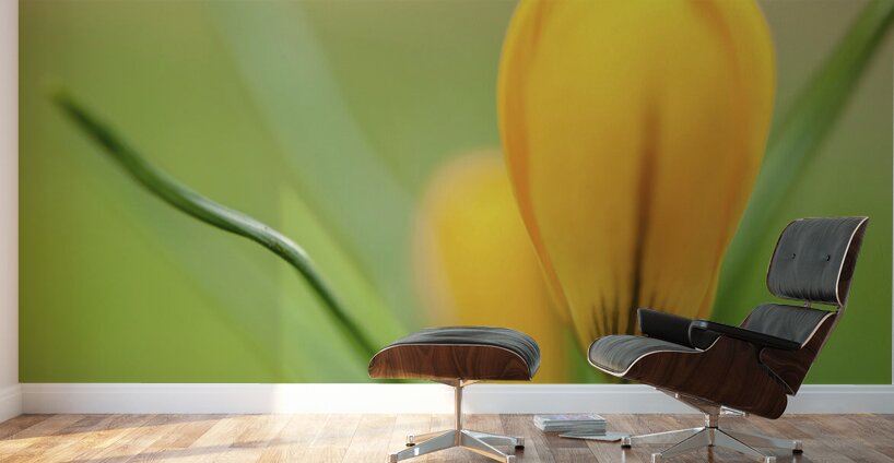 Yellow Crocus Wall Murals