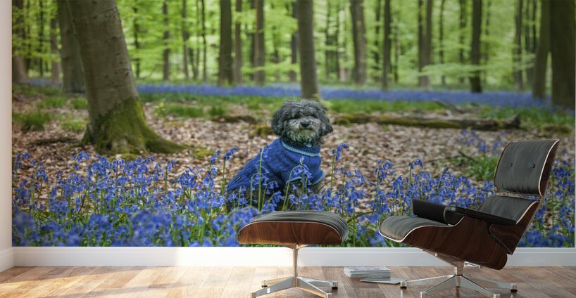 Dog in Bluebells Wall Murals