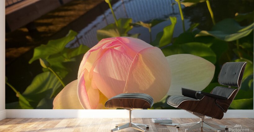 Hellotus Wall Murals