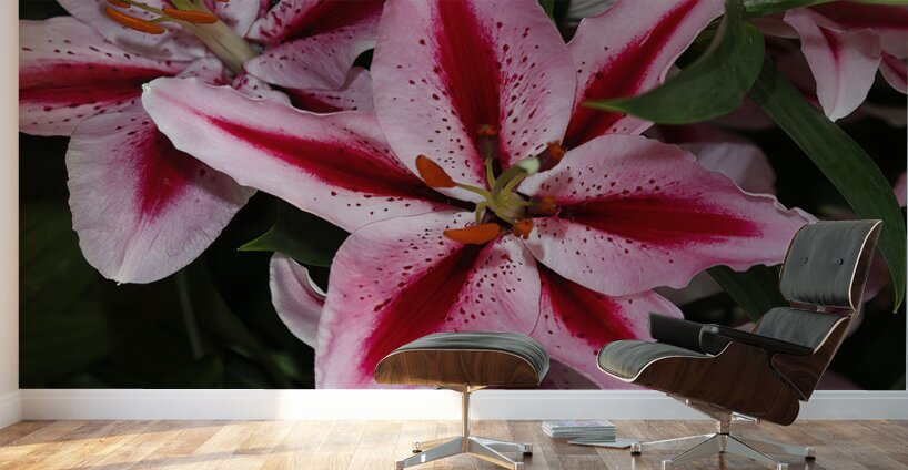 FLO 01810 Wall Murals