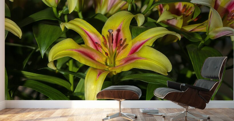 FLO 01809 Wall Murals