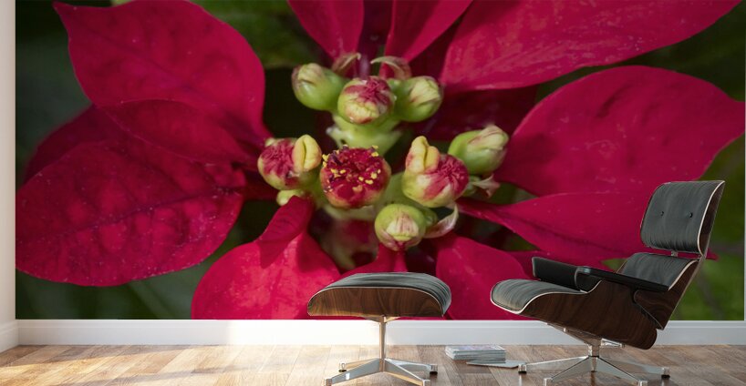 Red Christmas Poinsettia Leaves X 2 Wall Murals