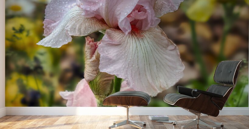 Pink Iris Wall Murals