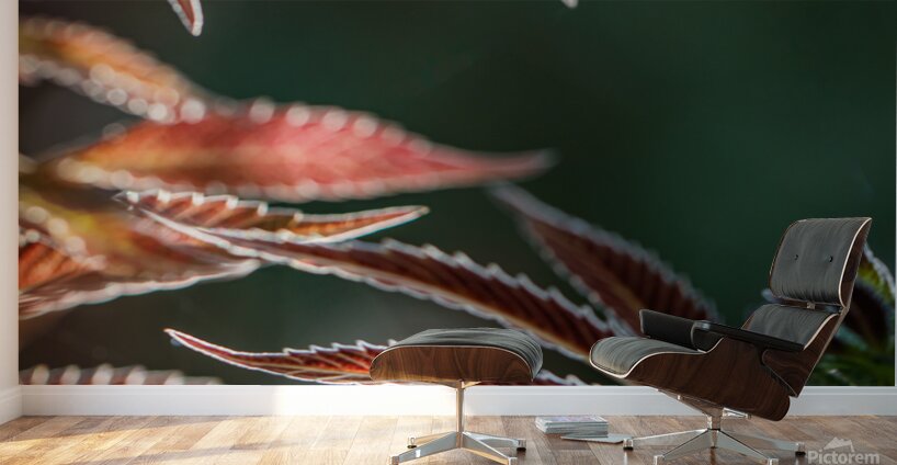 Ruby red fans Wall Murals