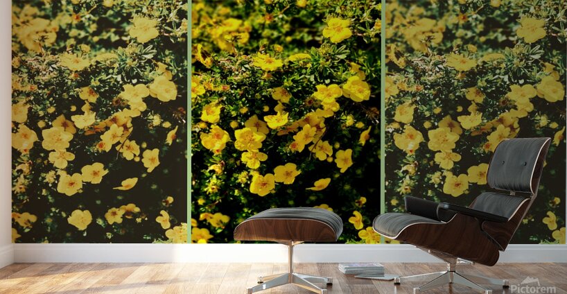 Butter Print Wall Murals