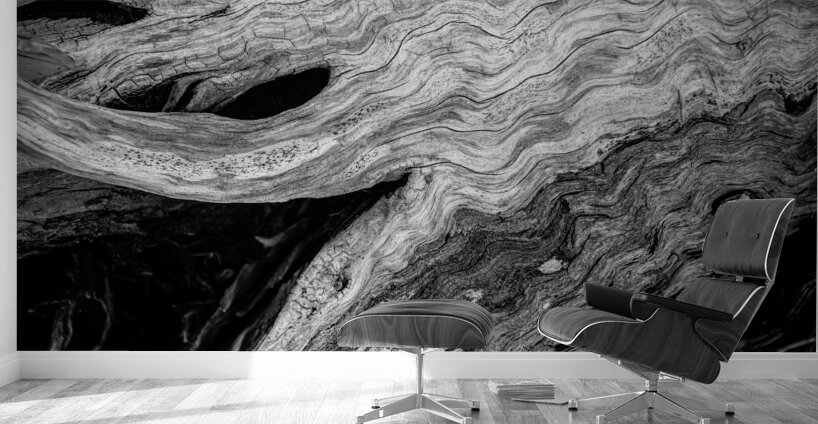 Abstract  Bald Cypress Tree Root Patterns in Black and White Wall Murals