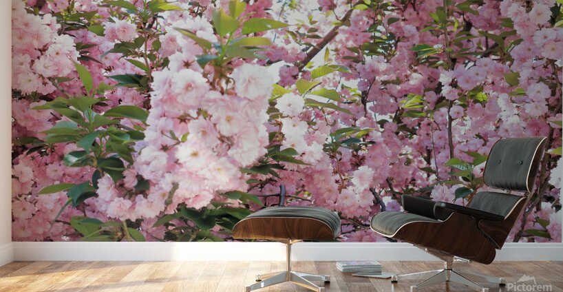 Cherry Blossoms Wall Murals