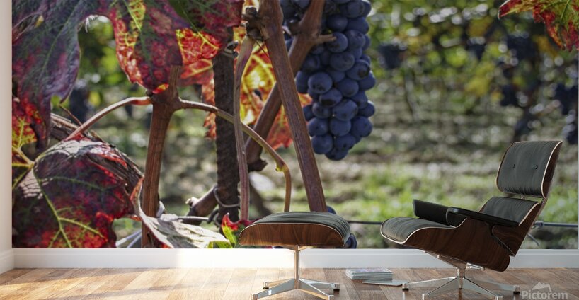 Colorful vineyard Wall Murals