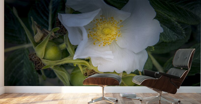 French Normandy Coastline Rose Hips Wall Murals