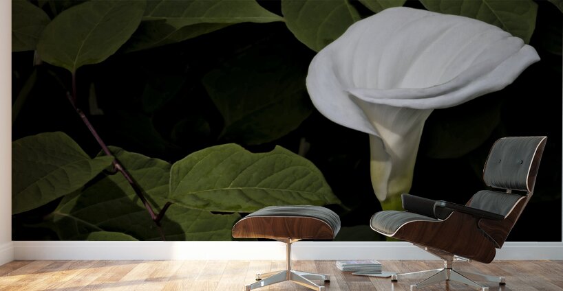 One White Calla Lily  Wall Murals