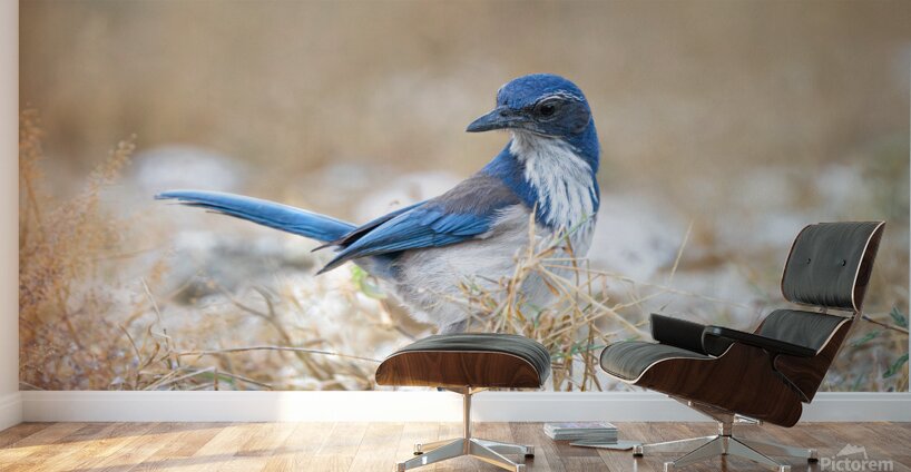 DSC00890 Wall Murals