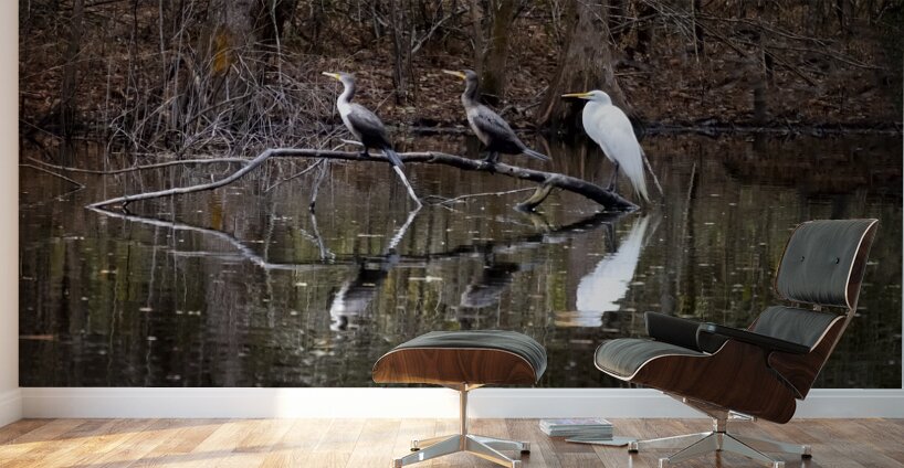 The Line-up white Egret Heron and  Coromont Wall Murals