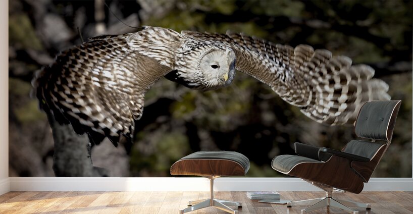 Avian Center for Birds of Prey South Carolina Wall Murals