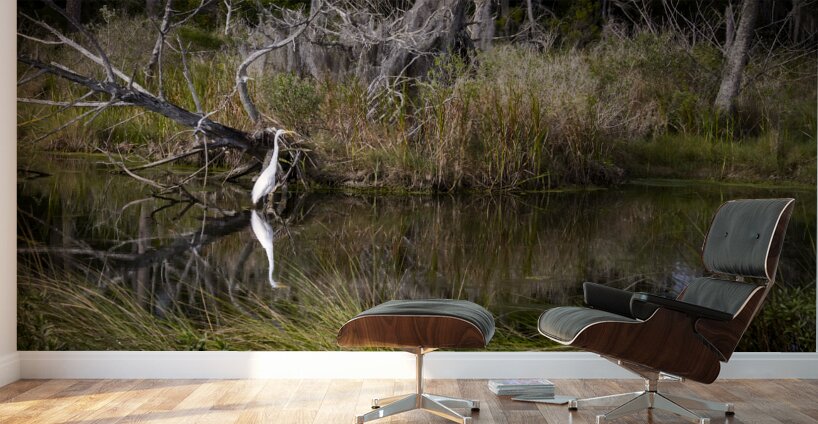 Florida Marsh Winter White Egret  Wall Murals